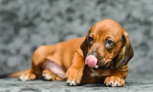 Understanding Puppy Coughs and Gags: A Comprehensive Guide for Concerned Pet Parents