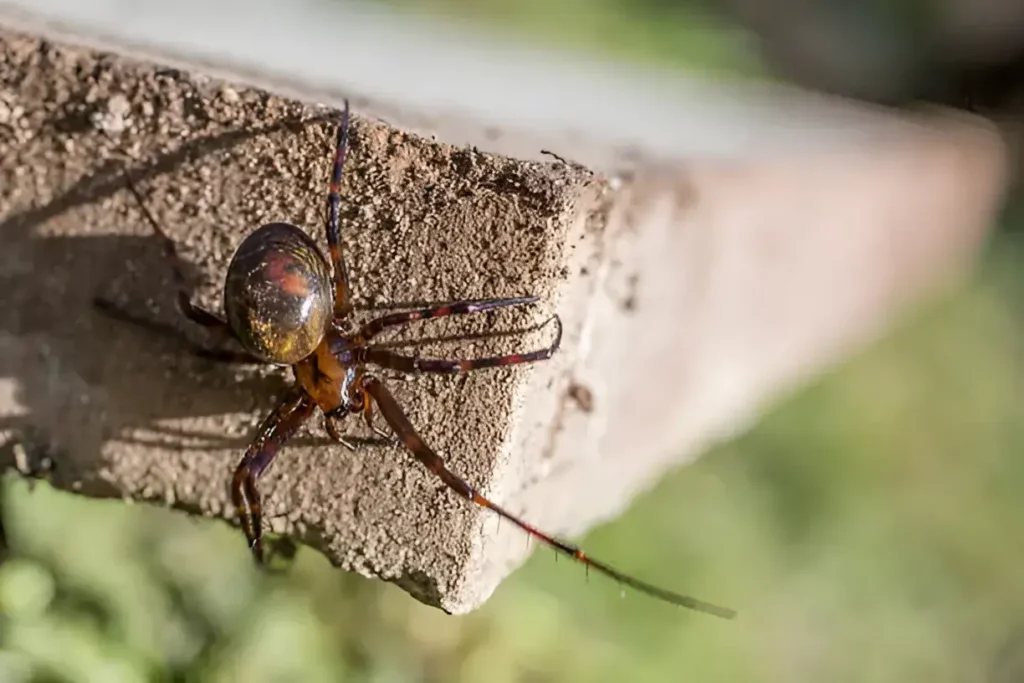 Should I Kill a False Widow Spider