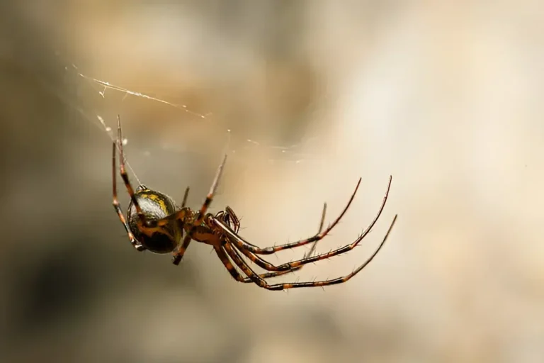 Should I Kill a False Widow Spider