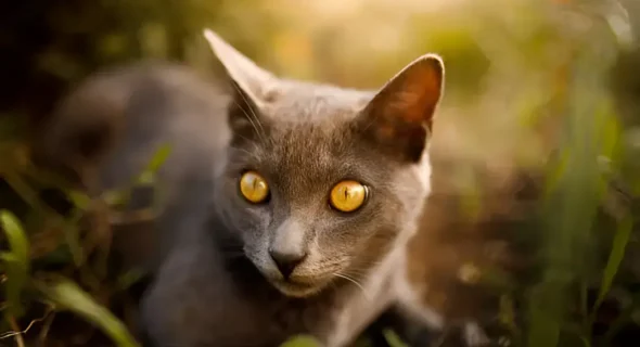 The Most Common Cat Eye Color: It Might Surprise You!