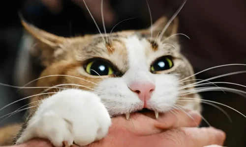 What Does it Mean When Cats Bite Then Lick You? Deciphering Feline Behavior