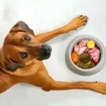 What Dog Food is Made Of