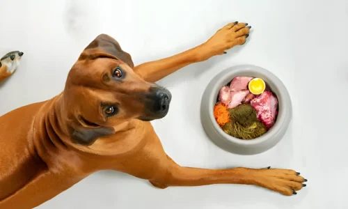 What Dog Food is Made Of: Ingredients That May Surprise You