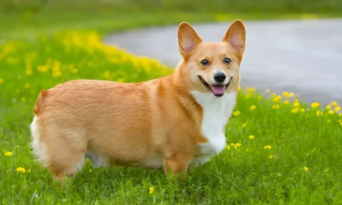 What is a Corgi Dog Breed For? History, Herding Legacy, and Modern Life