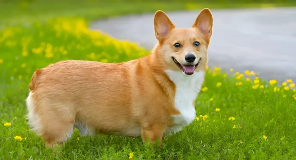 What is a Corgi Dog Breed For? History, Herding Legacy, and Modern Life