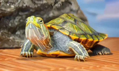 Why Are My Turtle’s Eyes Swollen? 5 Causes and Solutions