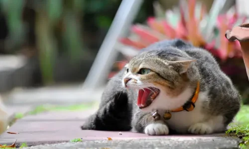 Why Does My Cat Growl and What Can I Do? Solutions From Experts