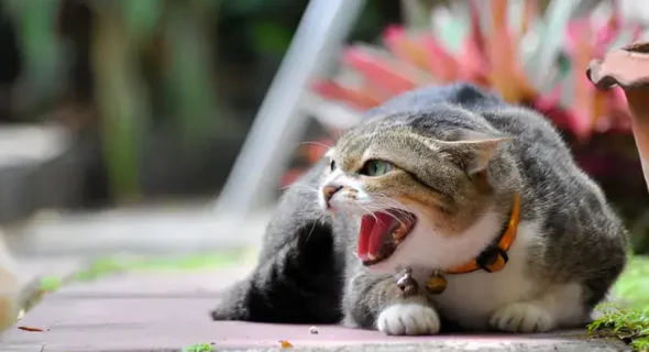 Why Does My Cat Growl and What Can I Do? Solutions From Experts