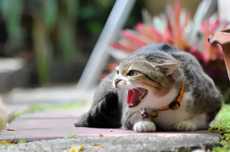 Why Does My Cat Growl and What Can I Do