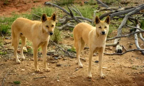 Wild Dog Breeds Explained: Discover the Diverse World of Canids