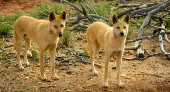 Wild Dog Breeds Explained: Discover the Diverse World of Canids
