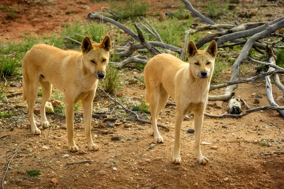 Wild Dog Breeds