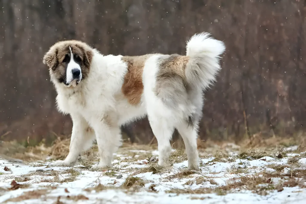 Working Dogs and Gentle Giants