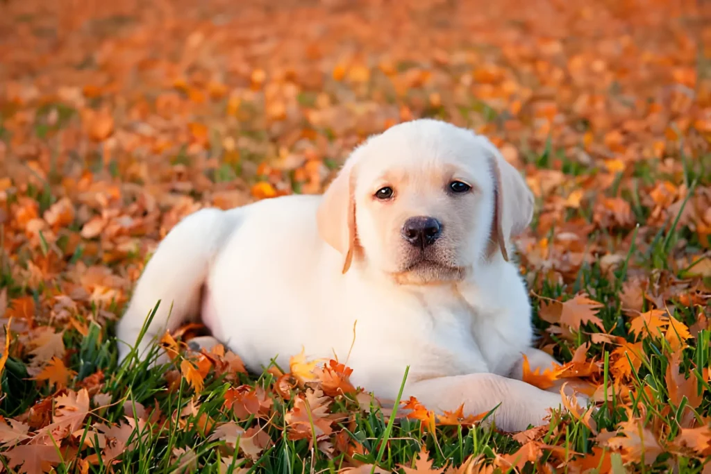 Yellow Lab Puppy Names Male