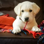 Yellow Lab Puppy Names Male