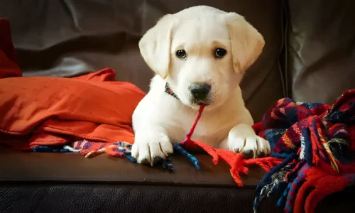 50+ Top Yellow Lab Puppy Names Male: The Ultimate Guide