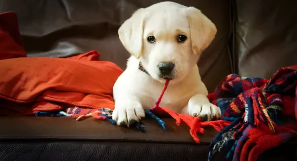 50+ Top Yellow Lab Puppy Names Male: The Ultimate Guide