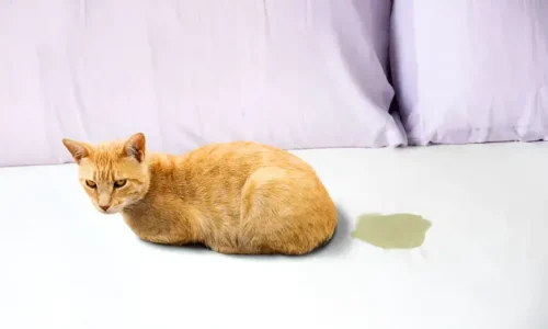 Tired of Your Cat Peeing on the Couch? Ultimate Fix Starts Here