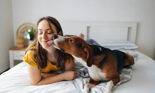 The Heartwarming Reasons Your Dog Licks You Before Bed