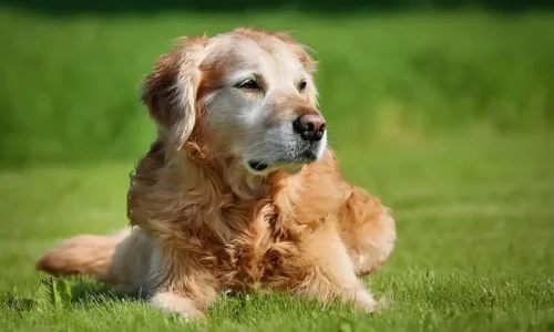 Are Dog Years Real? The Surprising Truth About Your Dog’s Age