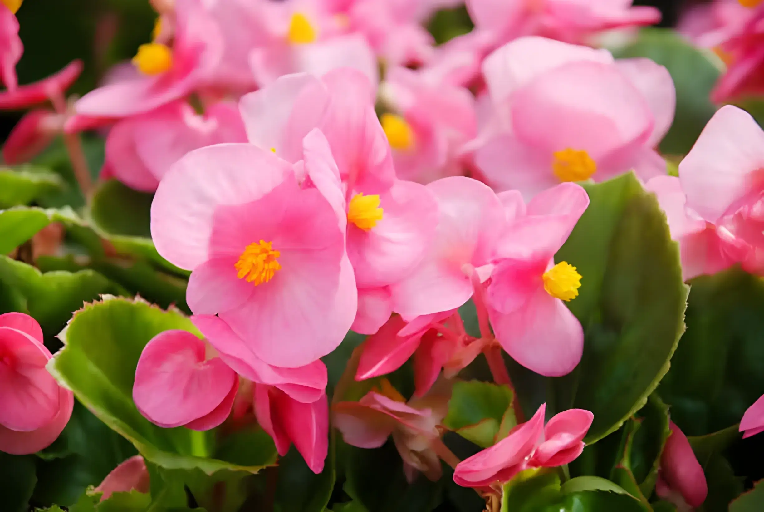 begonias poisonous to dogs