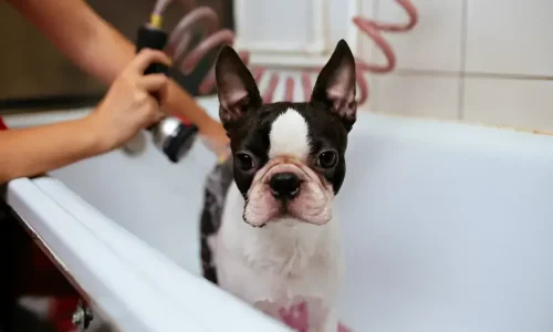 How Often Should You Bathe a Short-Haired Dog? The Truth Beyond Simple Timeframes