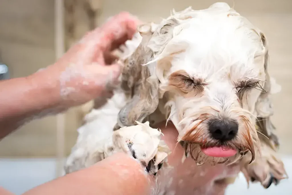 how often should you bathe a short-haired dog.