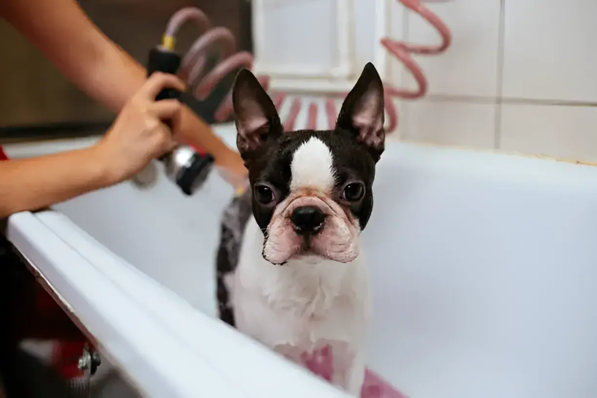 how often should you bathe a short-haired dog