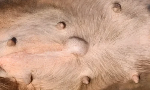 Soft Lump on Your Dog’s Stomach: Causes, Diagnosis, and Treatment Options