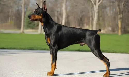 Doberman Tail Docking: Cruel Tradition or Breed Standard?