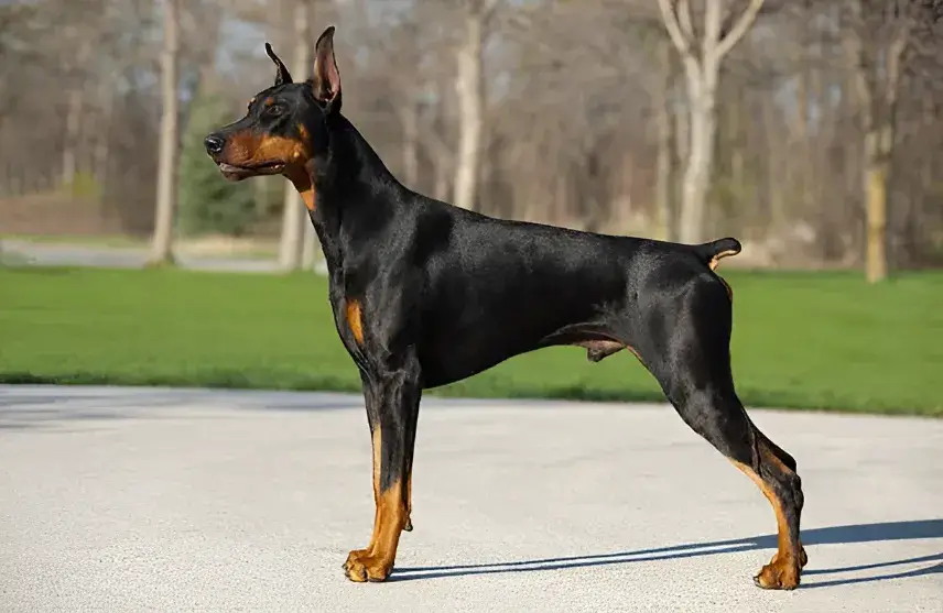 why do they cut Doberman tails