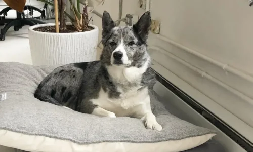 Australian Shepherd Shiba Inu Mix: Personality, Training, Health, and More