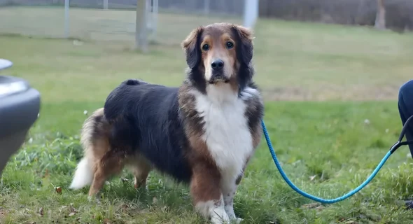 Can You Handle a Basset Aussie Mix? This Oddball Dog Needs a Special Home