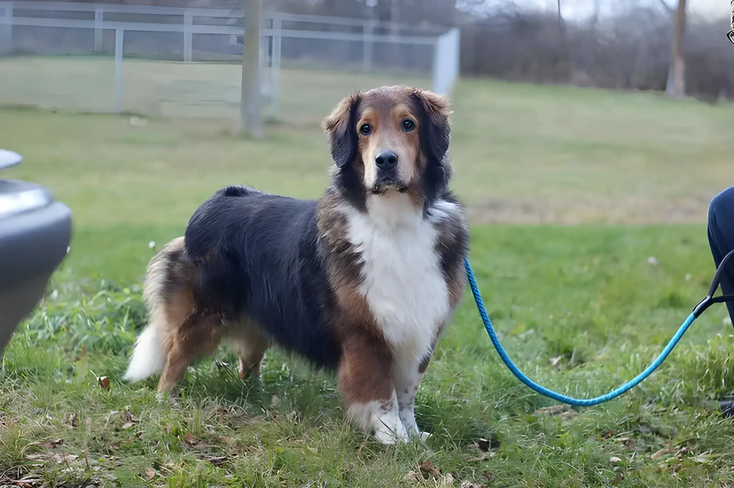 Basset Hound Australian Shepherd mix (Basset Aussie Mix)