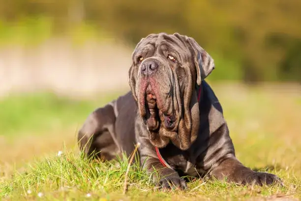 Biggest Dog Breeds