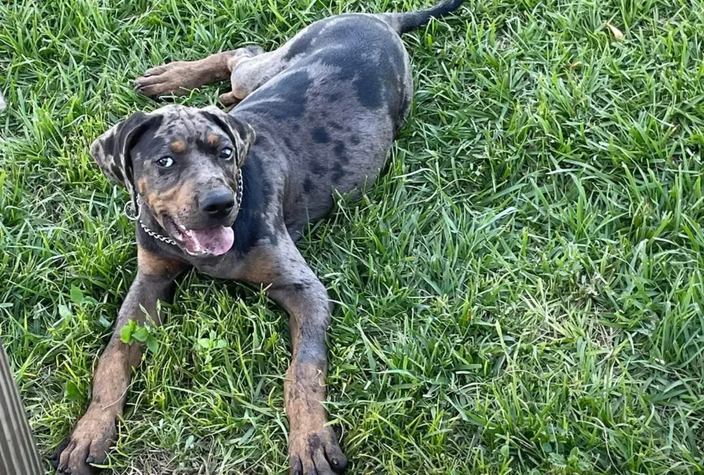 Black Mouth Cur Catahoula Mix