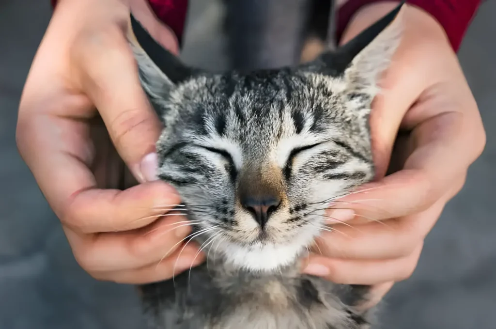 Cat with Eye Bags.