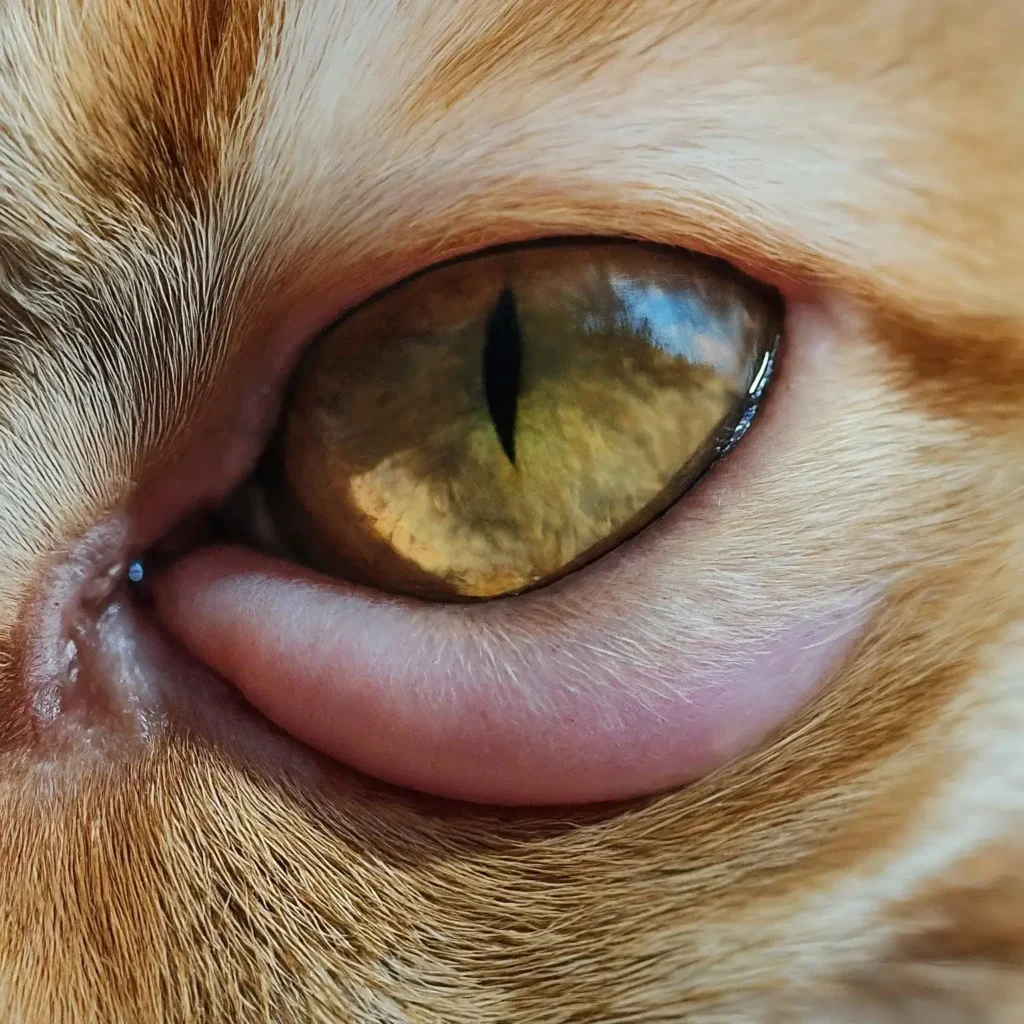 Cat with Eye Bags - Cat Eye with Swollen Fold of Skin