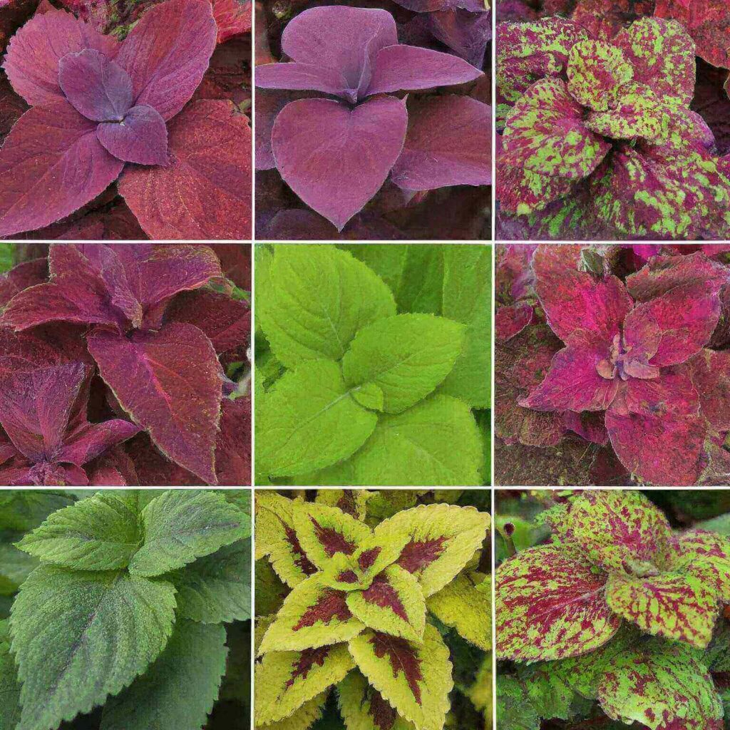 Coleus Varieties That are Toxic to Cats