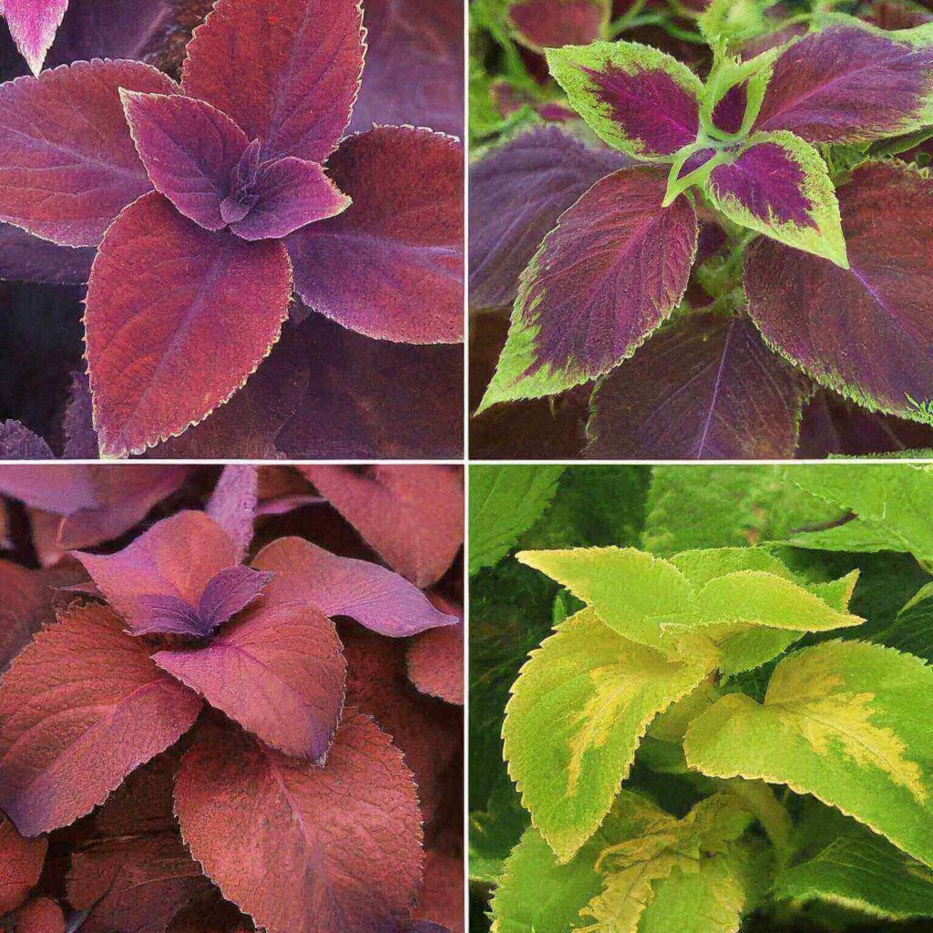 Coleus Varieties That are Toxic to Cats