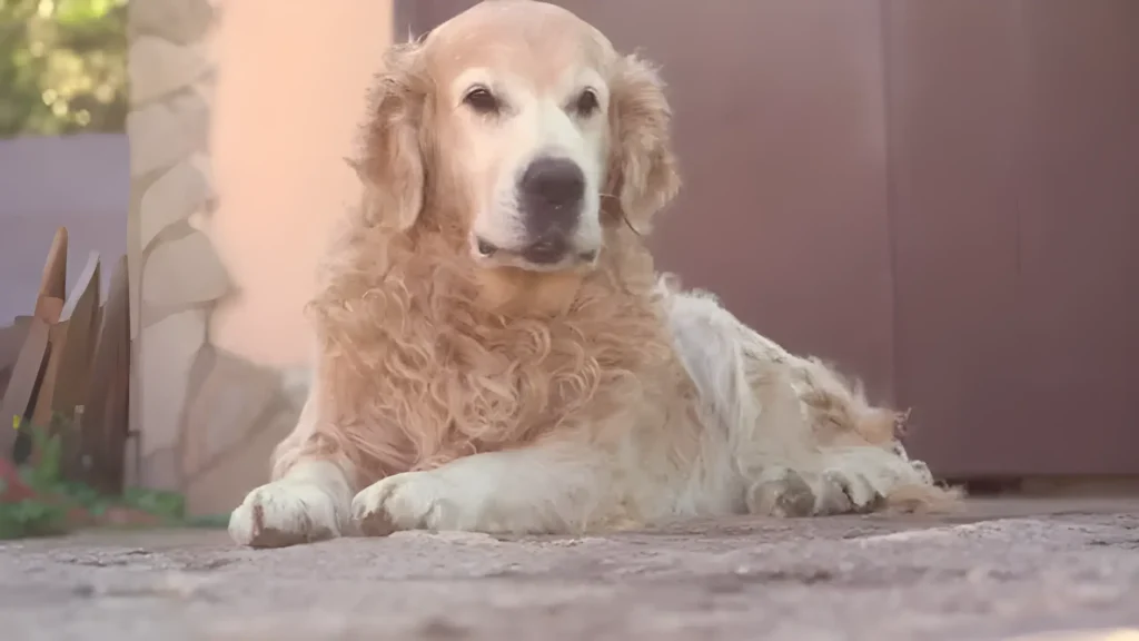 Curly Golden Retrievers