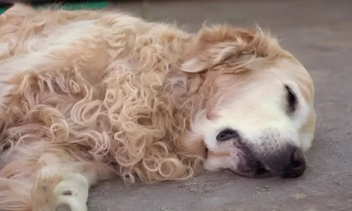 Curly Golden Retrievers: Your Guide to Coat Variations, Care, & Beyond