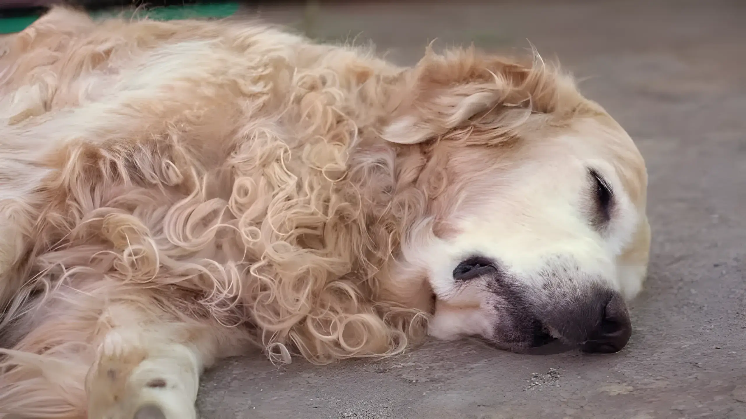 Curly Golden Retrievers