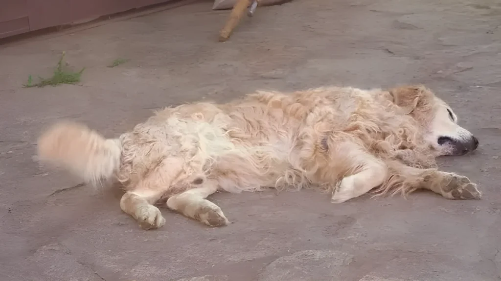 Curly Golden Retrievers