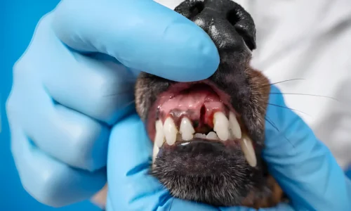 Do Dogs Lose Their Teeth? Yes! Puppy vs Adult Dog Dental Care Guide