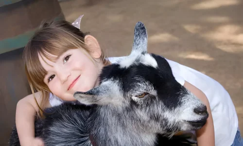 Do Goats Make Good Pets? An Honest Guide to Joys & Challenges