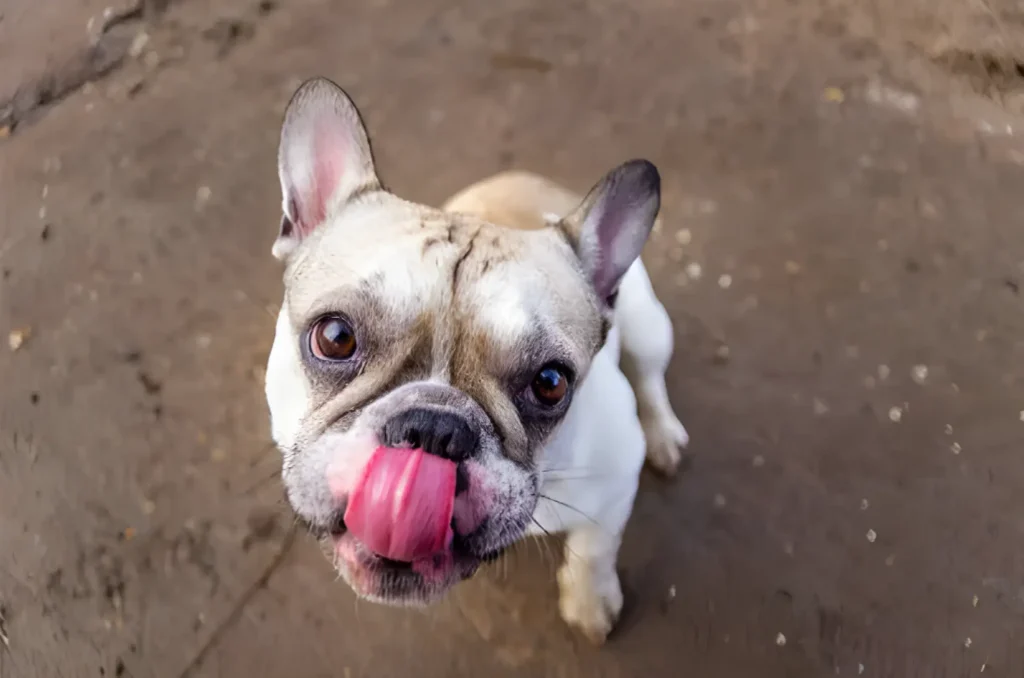 Dog Drinks Their Own Urine