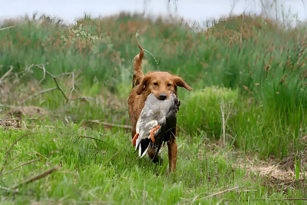 Duck Hunting Dogs