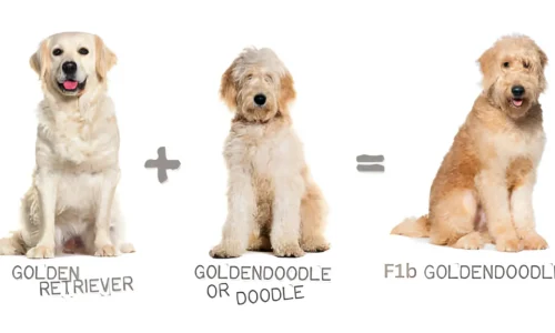 Golden Retriever Golden Doodle Mix: Generations, Health, Training, & More