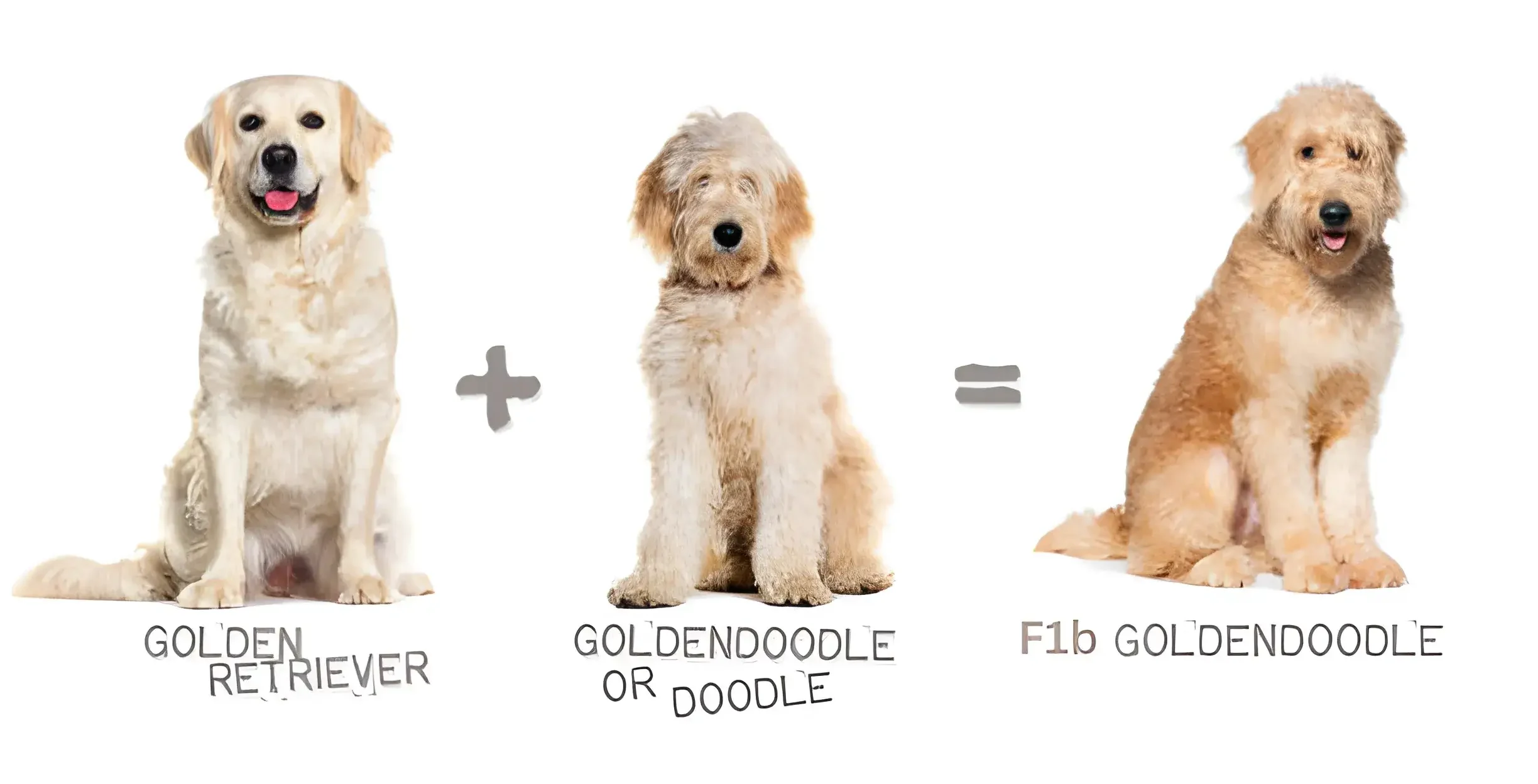 Golden Retriever Golden Doodle Mix